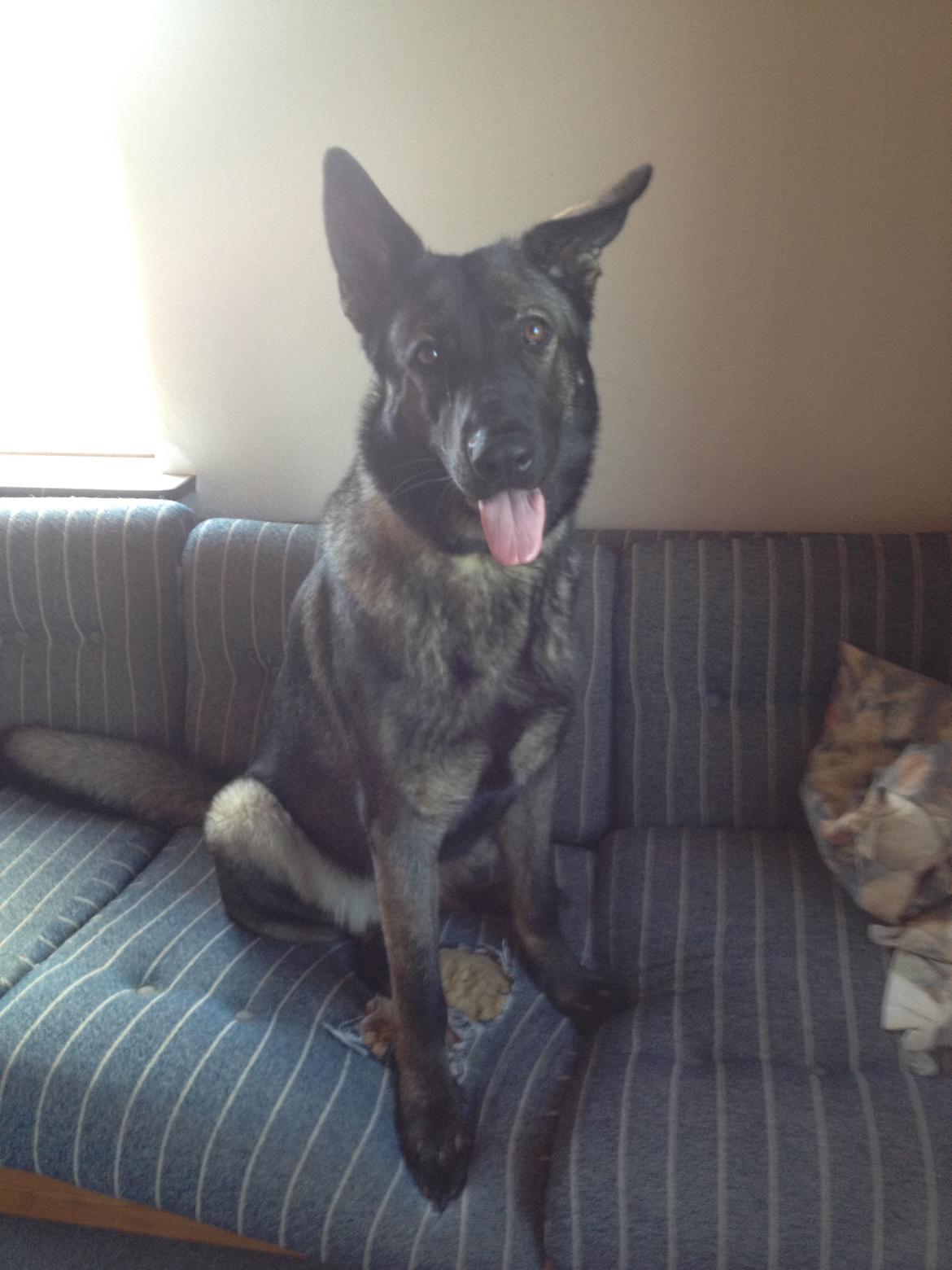 Schæferhund Jackie billede 21