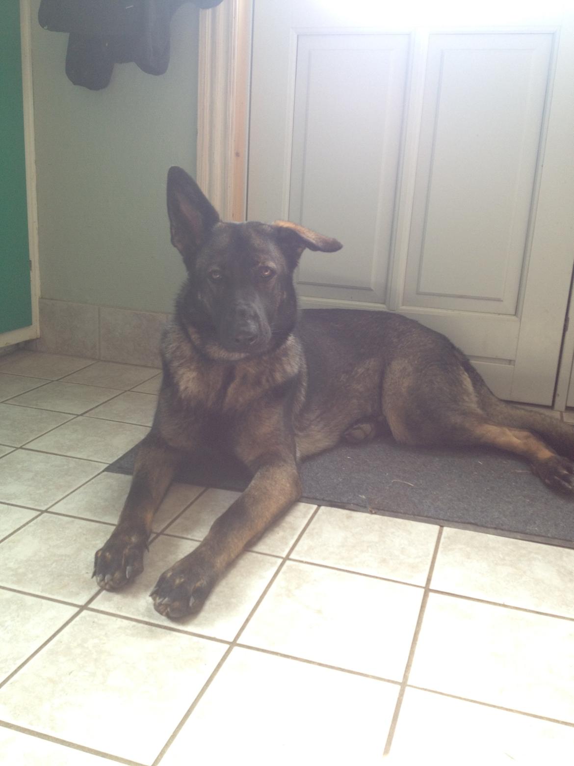 Schæferhund Jackie billede 24