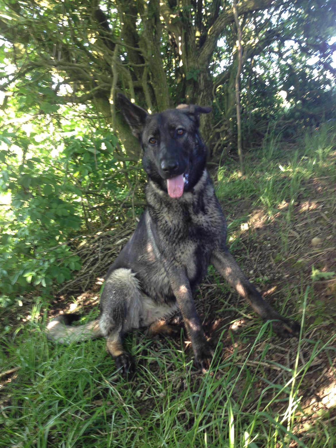 Schæferhund Jackie billede 23