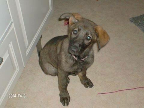 Schæferhund Jackie billede 25