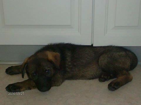 Schæferhund Jackie - Dengang hun kunne ligge derinde billede 26