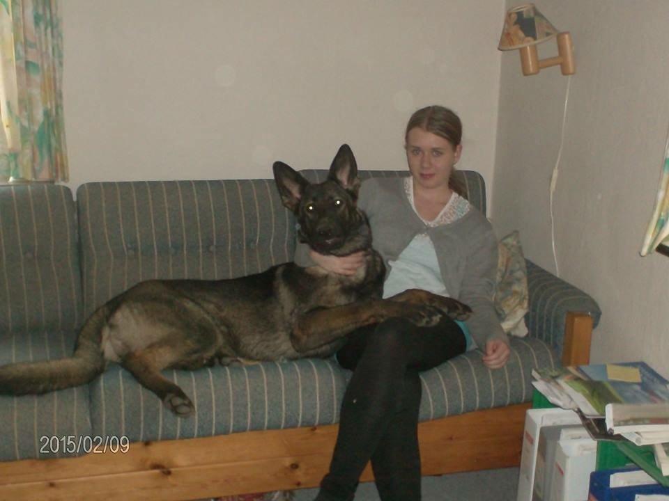 Schæferhund Jackie - Jackie med begge øre oppe billede 3