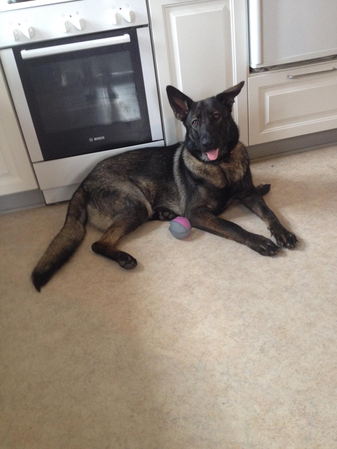 Schæferhund Jackie billede 28