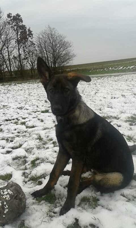 Schæferhund Jackie billede 27