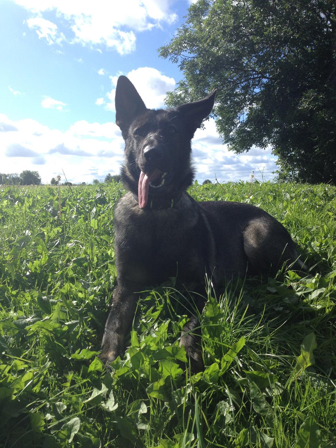 Schæferhund Jackie billede 30