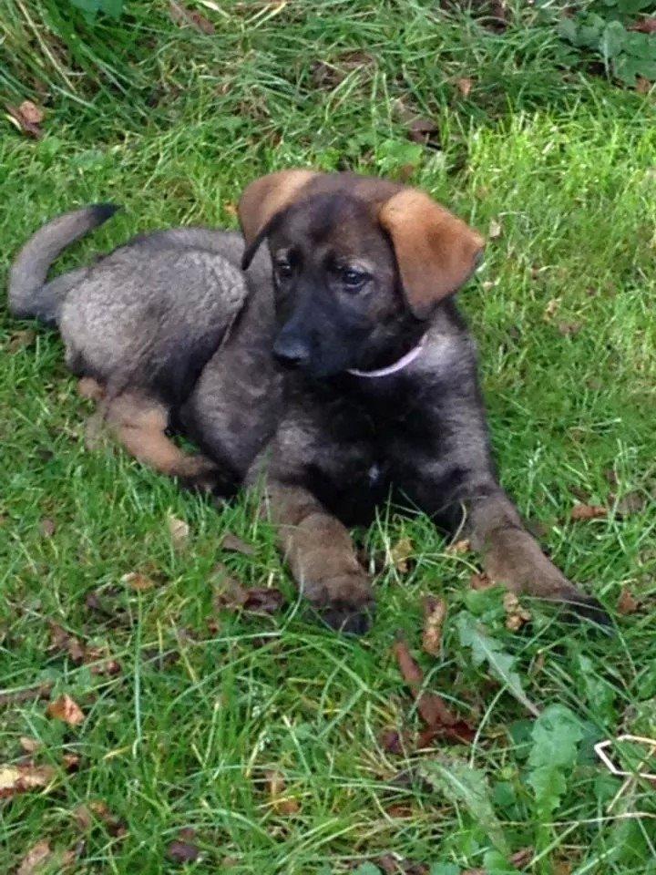 Schæferhund Jackie billede 31