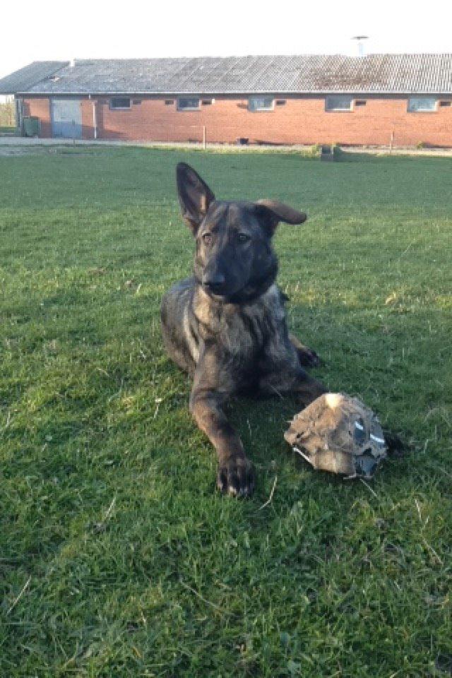 Schæferhund Jackie billede 32