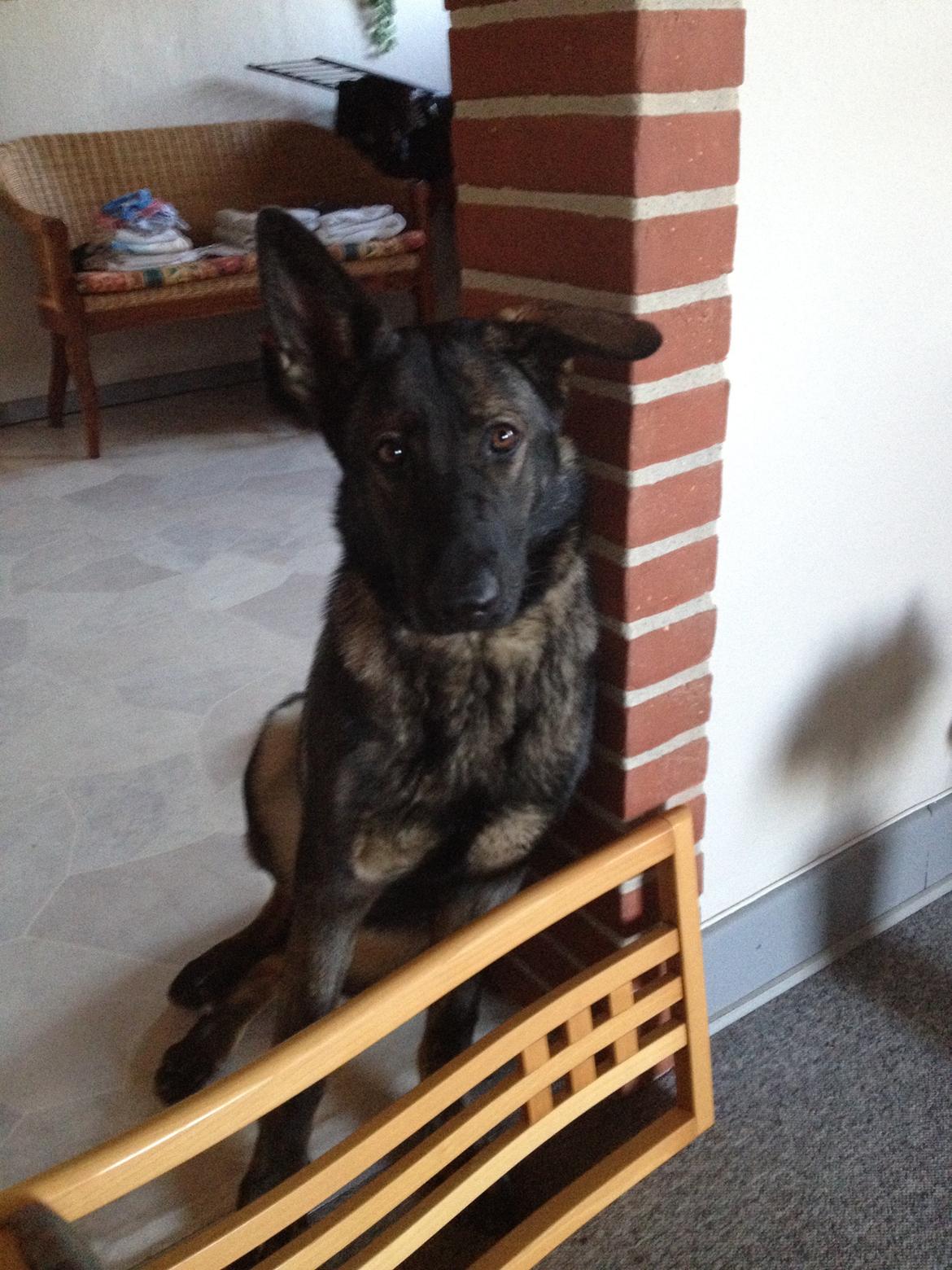 Schæferhund Jackie billede 33