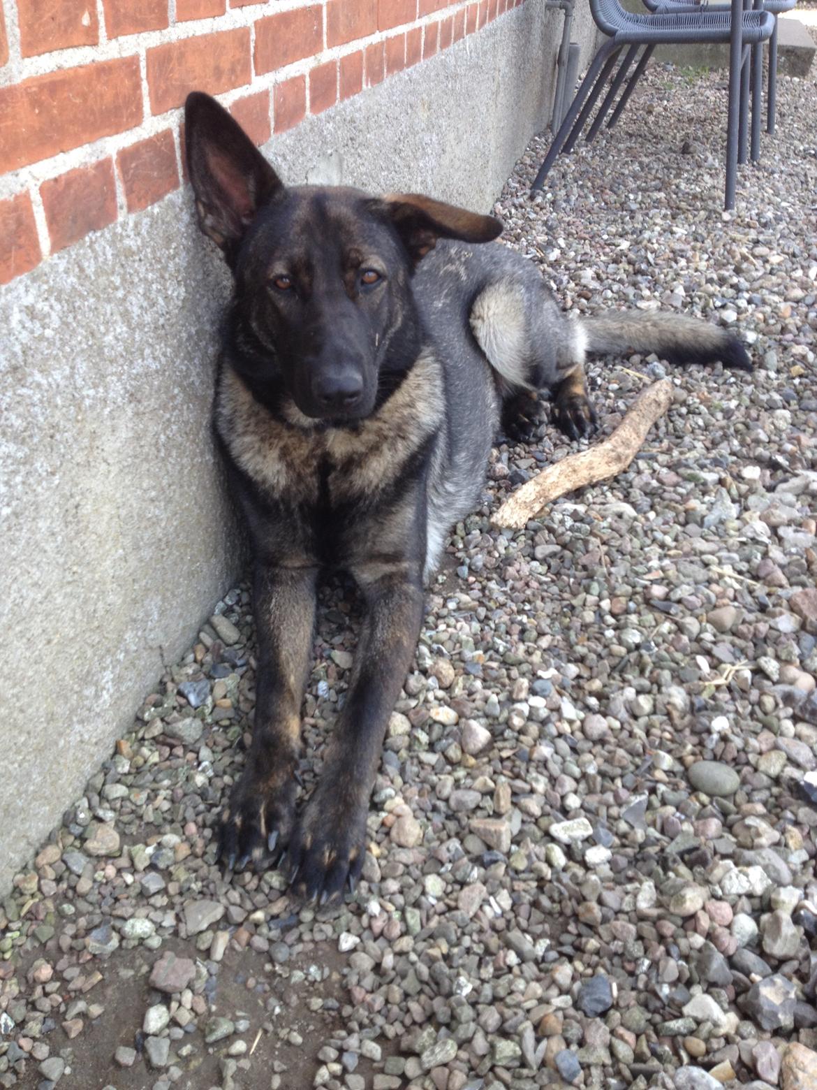 Schæferhund Jackie billede 29