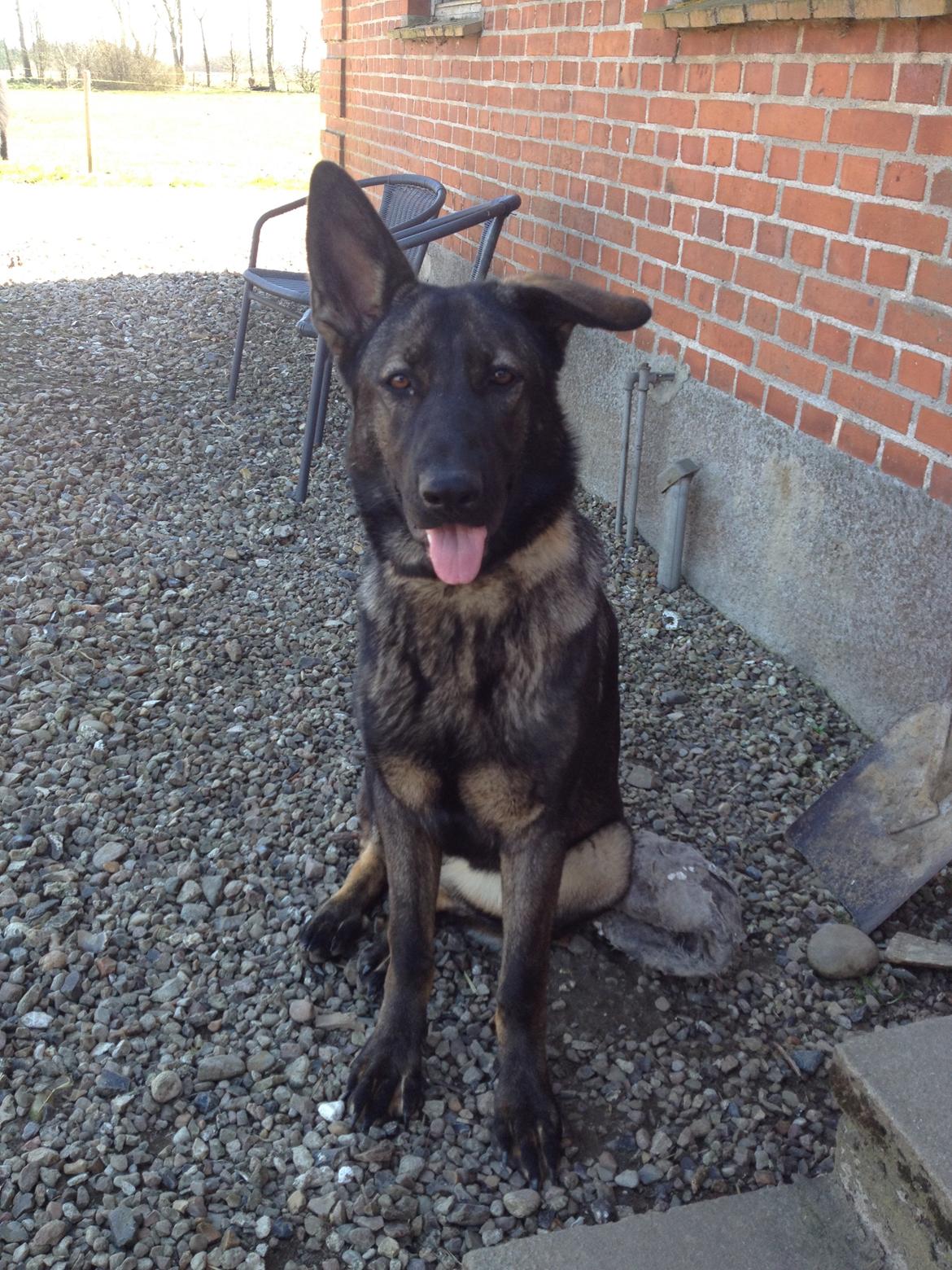 Schæferhund Jackie billede 35