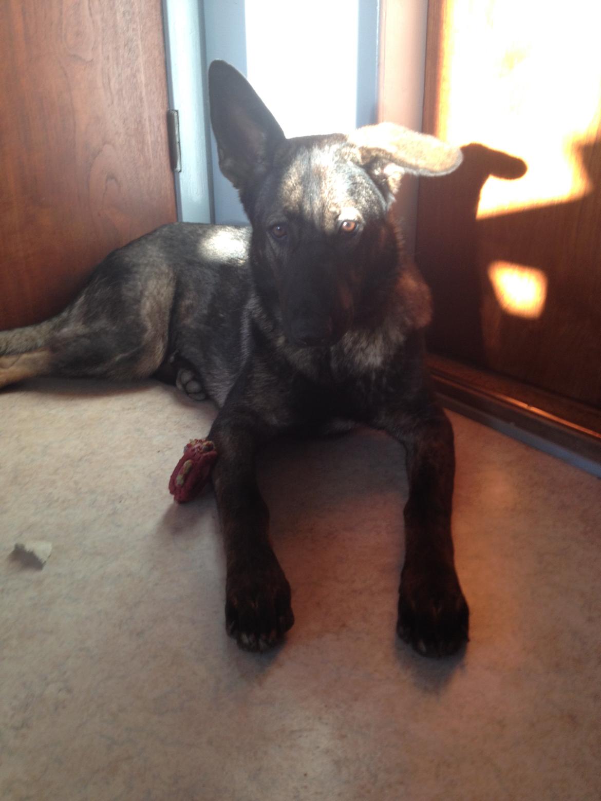 Schæferhund Jackie billede 34