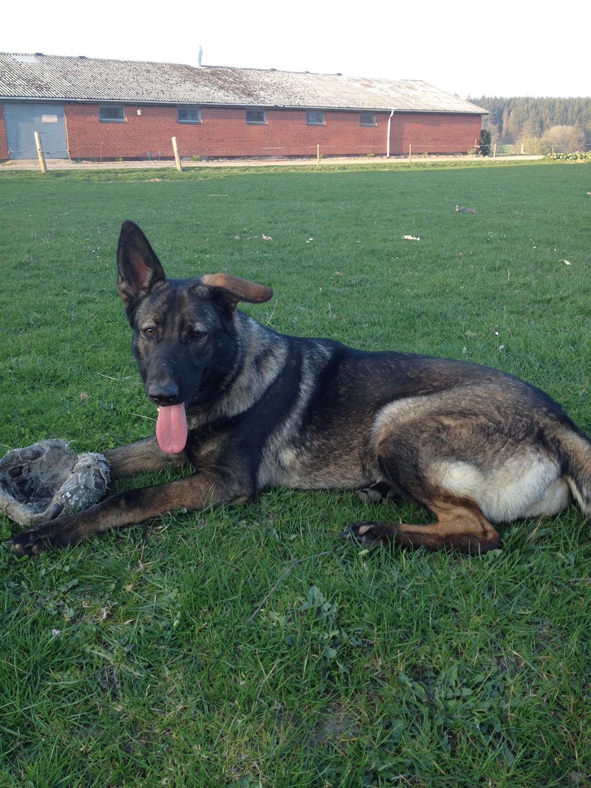 Schæferhund Jackie billede 36