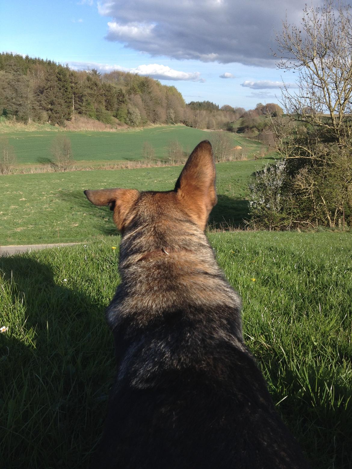 Schæferhund Jackie - Udsigten  billede 37