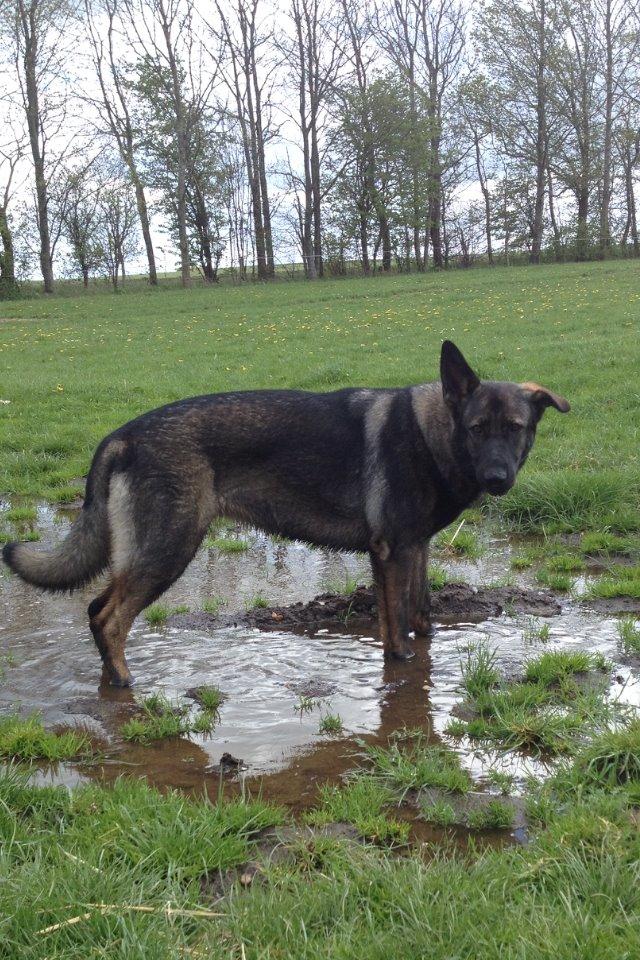 Schæferhund Jackie billede 39