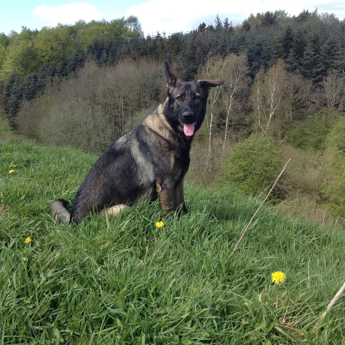 Schæferhund Jackie - Velkommen til Jackies galleri <3 Elsker baggrunden  billede 1