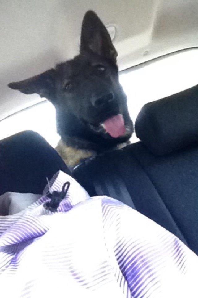 Schæferhund Jackie - Ude og kører i bil billede 38