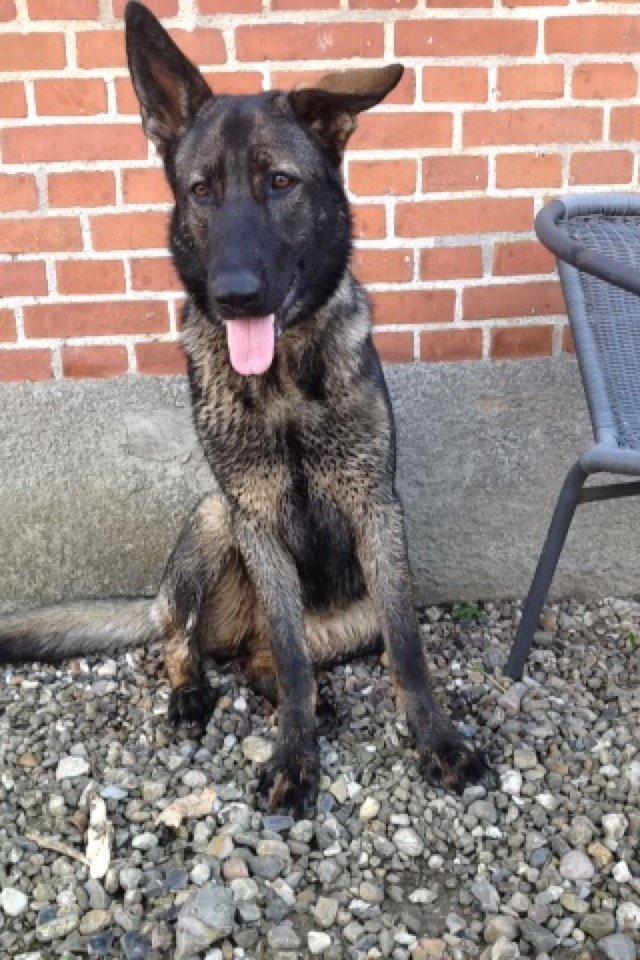 Schæferhund Jackie billede 40