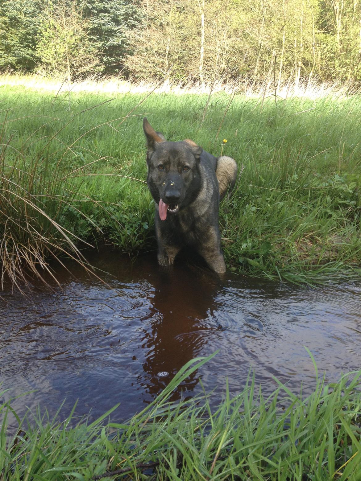 Schæferhund Jackie - Da hun var bange for at gå i vandet billede 41