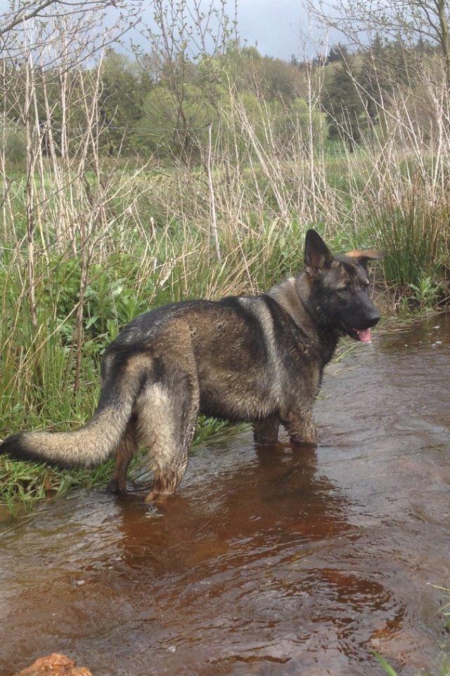 Schæferhund Jackie billede 43