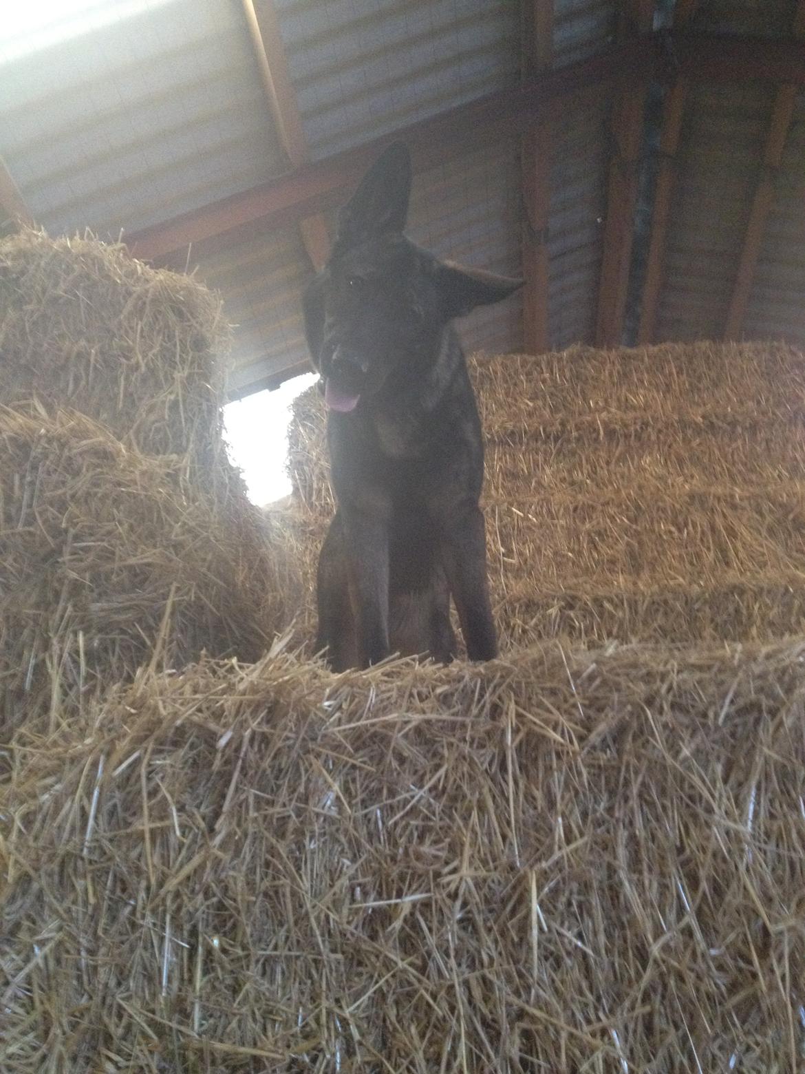 Schæferhund Jackie billede 44