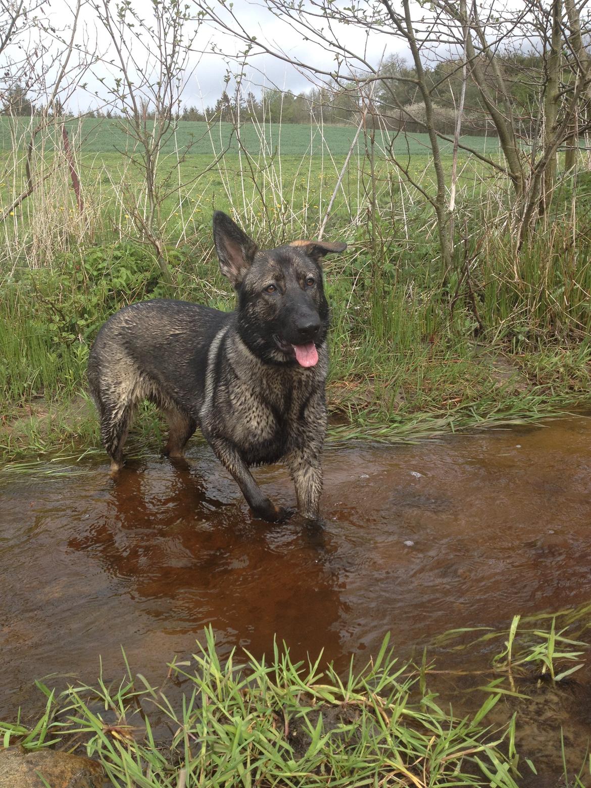 Schæferhund Jackie - I bækken billede 42