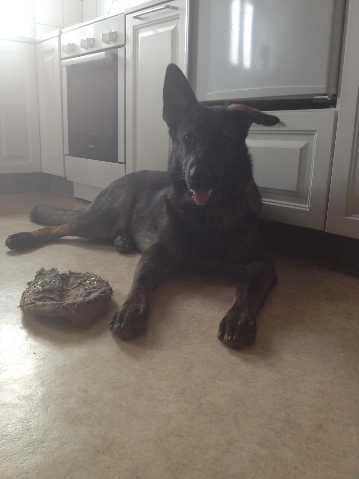 Schæferhund Jackie billede 45