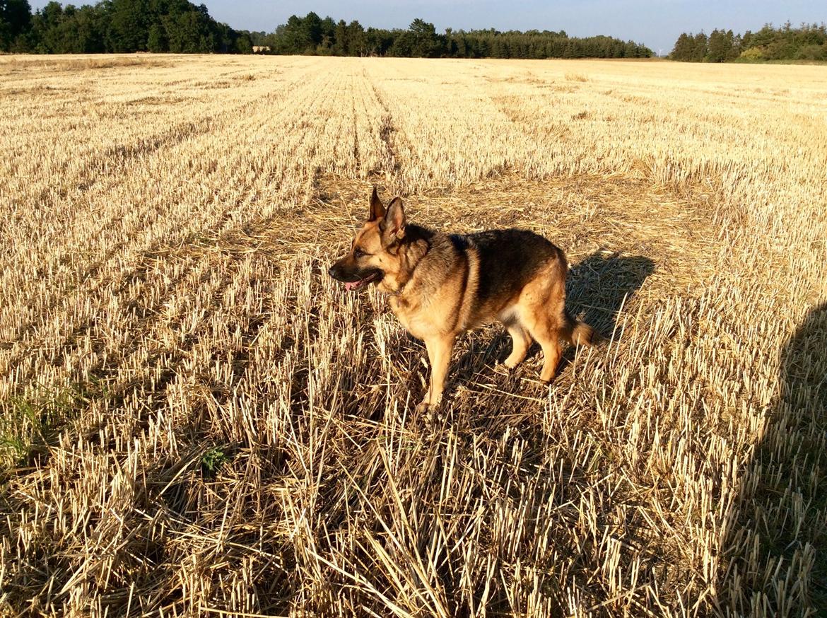 Schæferhund Hekami Tøsen  - På gåtur <3 billede 22