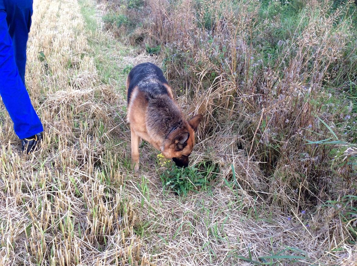 Schæferhund Hekami Tøsen  - Dufter godt liiige her :) <3 billede 23