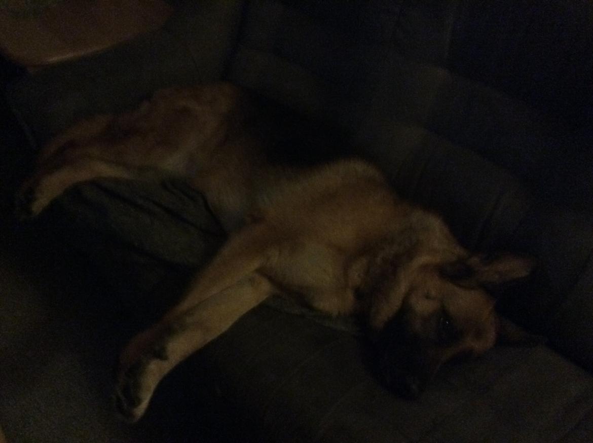 Schæferhund Hekami Tøsen  - Gået kold i sofaen :) :D <3 billede 27