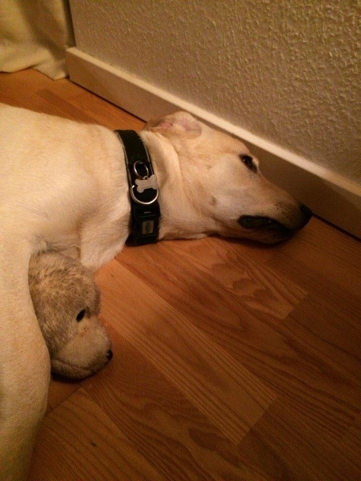 Labrador retriever Victor<3 - sover med min elskede bamse💚💤🐨 billede 47