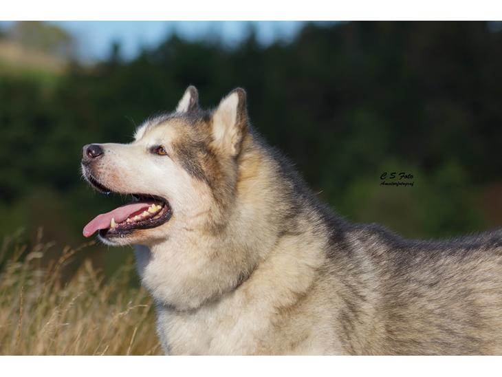 Alaskan malamute Ricky - Taget af C S Foto 270915 billede 1
