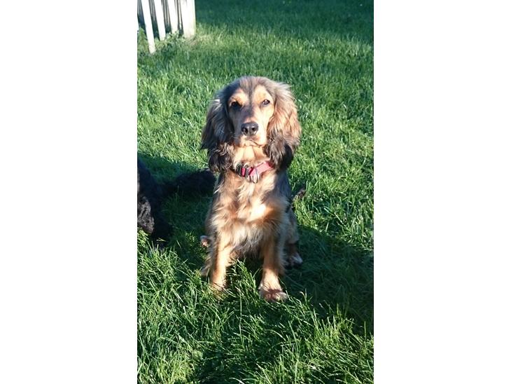 Cocker spaniel Kelly - Kelly september 2015 billede 1