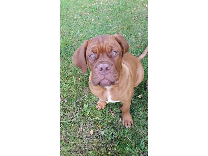 {{currentPhoto.altText}} billede {{currentPhoto.number}}