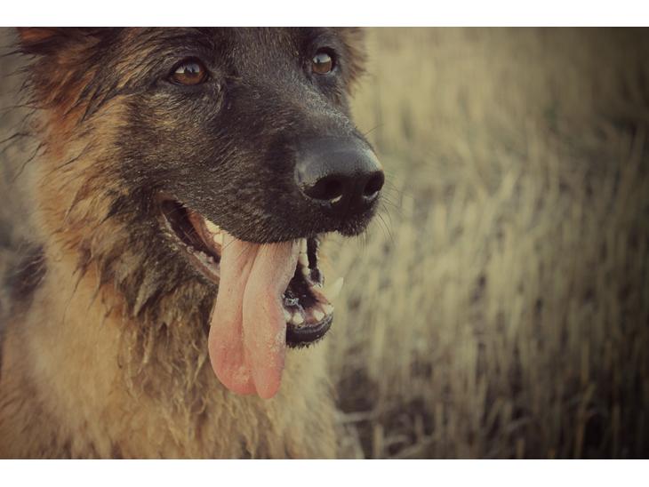 Schæferhund Ida billede 1