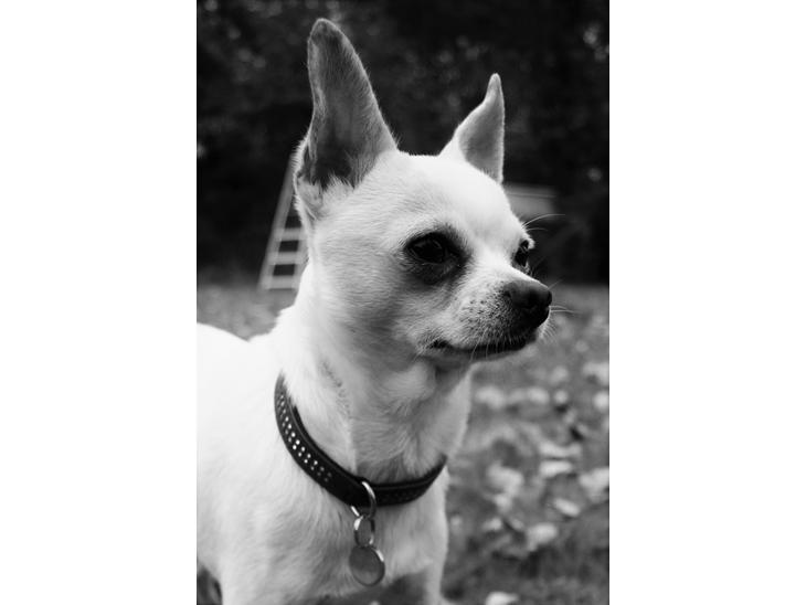 Chihuahua Picasso aka 'Steadfast give me a break' billede 1