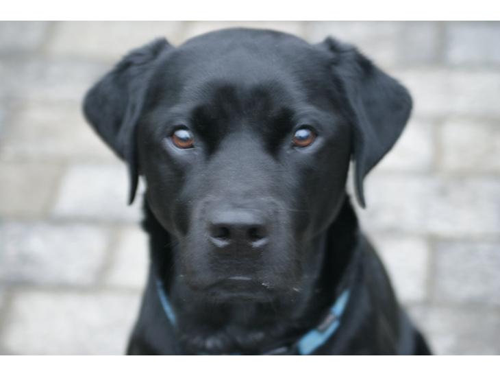 Labrador retriever Elvis billede 1