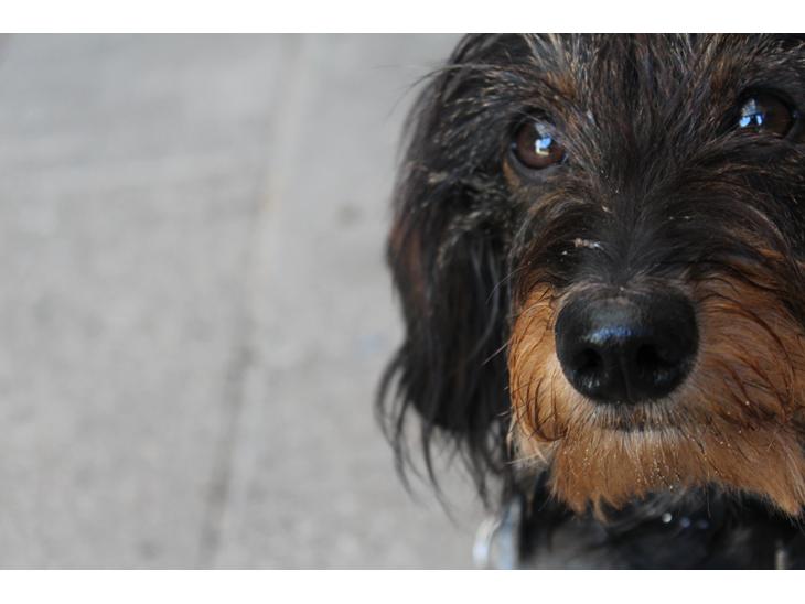 Dværggravhund Pablo (oprindeligt: Aastrupgaard Pax) billede 1