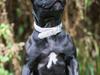 Staffordshire bull terrier DK Staff's Oh L' Amour
