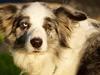Border collie Gawain's Connection Point (Amy)