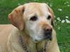 Labrador retriever Cousin Jims Cassandra (Nala)