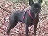 Fransk bulldog Kaylie