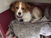 Kooikerhondje Zita