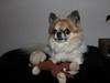 Chihuahua House Of Holtens Brise (Nellie)