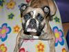 Olde english bulldogge BB Bulldogs Mocca