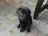 Labrador retriever Skipper