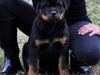 Rottweiler Attila von Haus Highlander