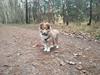Shetland sheepdog Canto