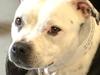 Staffordshire bull terrier Joy