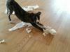 Whippet Kiwi