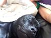 Staffordshire bull terrier Darko (Manne)